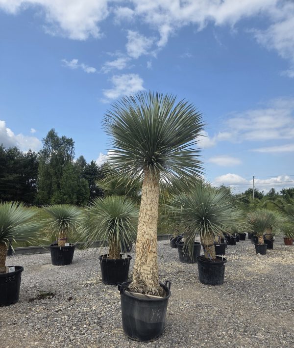 Yucca rostrata 290-300 cm