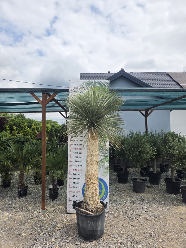 Yucca rostrata 290-300 cm - obrazek 2
