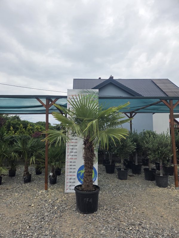 Trachycarpus fortunei - Szorstkowiec Fortunego 270 cm - obrazek 3