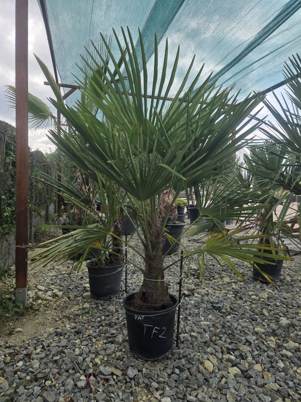 Trachycarpus fortunei - Szorstkowiec Fortunego 150 - 170 cm - obrazek 2