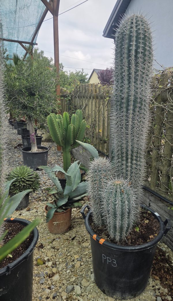Pachycereus pringlei - Kaktus olbrzymi 170 cm. - obrazek 2