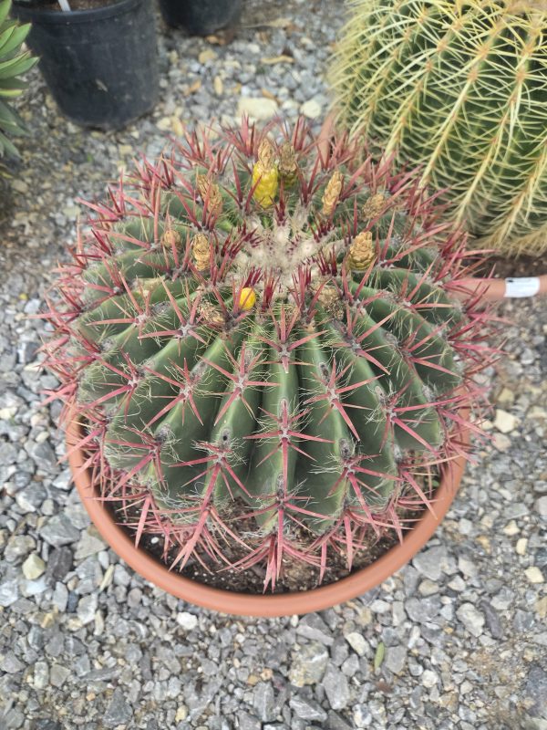 Ferocactus stainesii - Kaktus ognisty | Wys. ok. 50 cm - obrazek 2