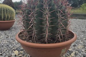 Ferocactus stainesii - Kaktus ognisty | Wys. ok. 50 cm