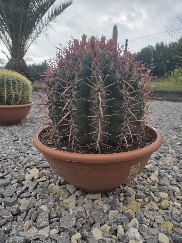 Ferocactus stainesii - Kaktus ognisty | Wys. ok. 50 cm
