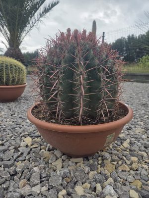 Ferocactus stainesii - Kaktus ognisty | Wys. ok. 50 cm