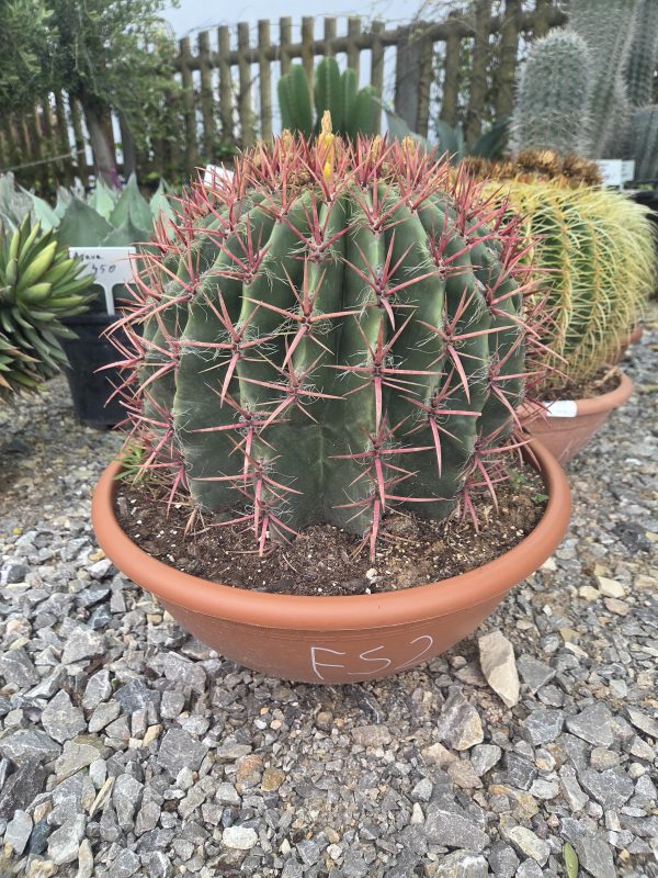 Ferocactus stainesii - Kaktus ognisty | Wys. ok. 50 cm - obrazek 3