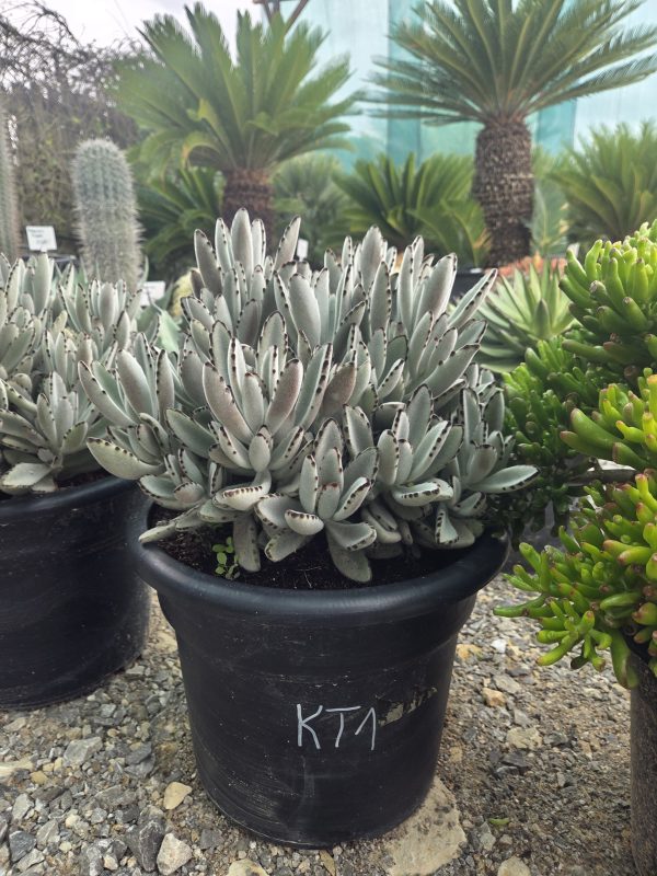 Kalanchoe tomentosa - Panda Plant | Wys. ok. 45–50 cm