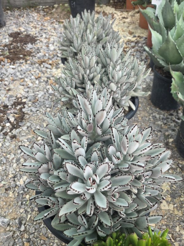 Kalanchoe tomentosa - Panda Plant | Wys. ok. 45–50 cm - obrazek 2