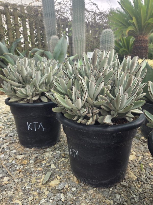 Kalanchoe tomentosa - Panda Plant | Wys. ok. 45–50 cm - obrazek 3