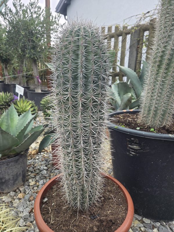 Pachycereus pringlei - Kaktus olbrzymi 85 cm. - obrazek 2