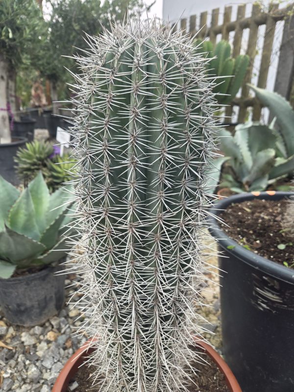 Pachycereus pringlei - Kaktus olbrzymi 85 cm. - obrazek 3