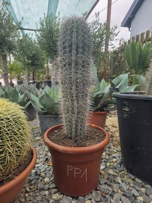 Pachycereus pringlei - Kaktus olbrzymi 85 cm.
