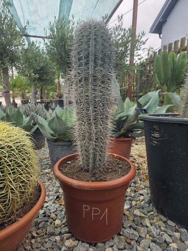 Pachycereus pringlei - Kaktus olbrzymi 85 cm.