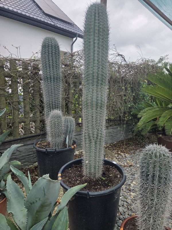 Pachycereus pringlei - Kaktus olbrzymi 170 cm. - obrazek 2