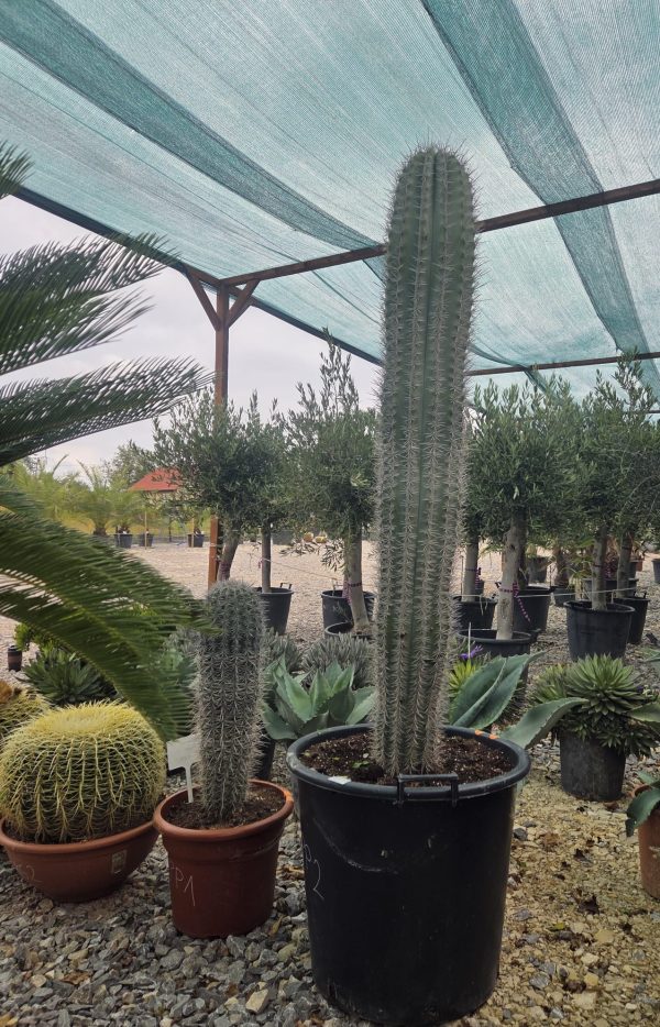 Pachycereus pringlei - Kaktus olbrzymi 170 cm.