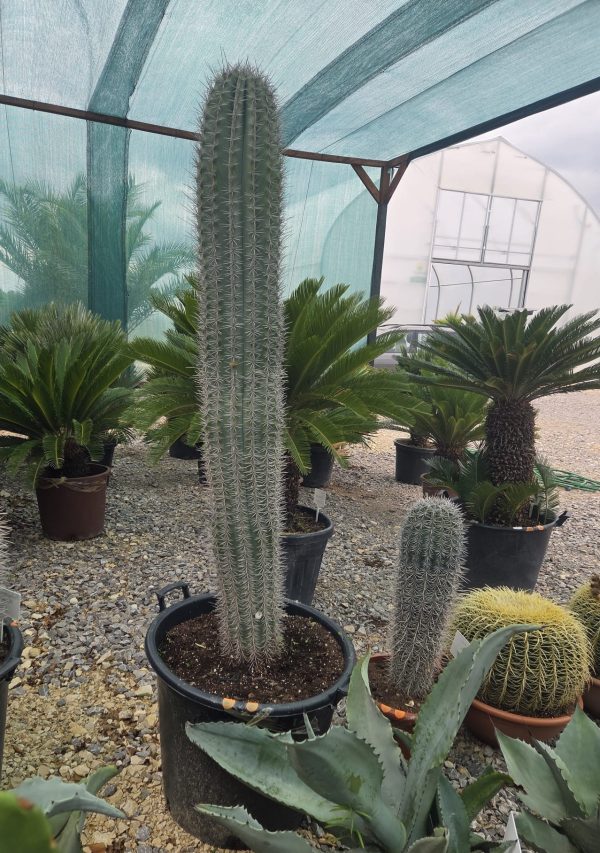 Pachycereus pringlei - Kaktus olbrzymi 170 cm. - obrazek 4