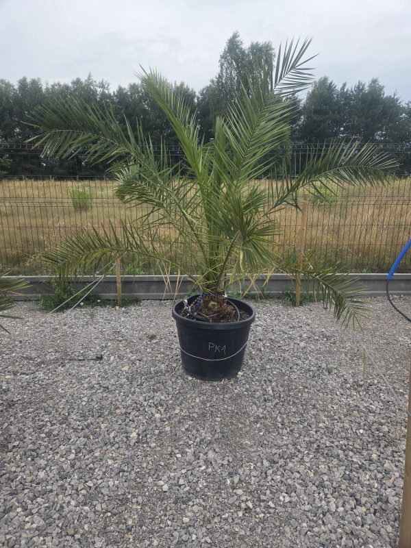 Phoenix canariensis – Daktylowiec kanaryjski  ok. 180 - 190 cm - obrazek 2
