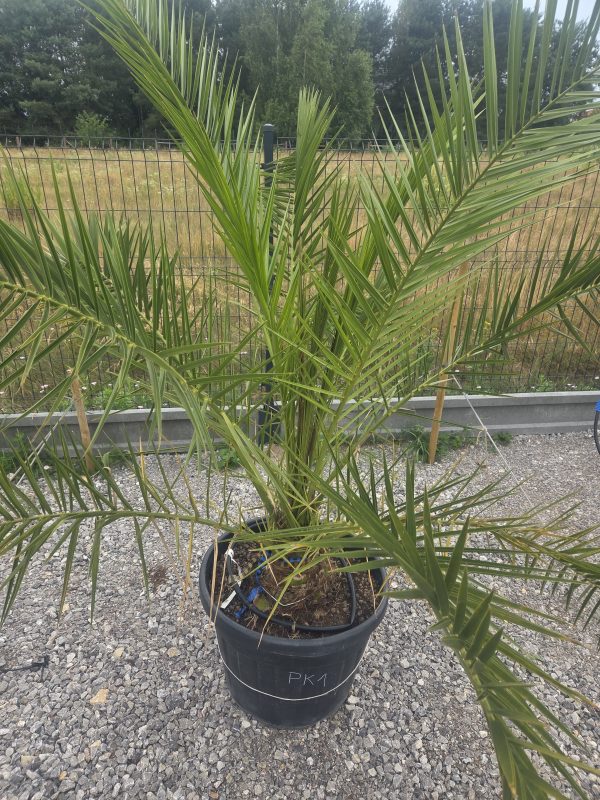 Phoenix canariensis – Daktylowiec kanaryjski  ok. 180 - 190 cm - obrazek 3