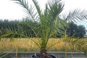 Phoenix canariensis – Daktylowiec kanaryjski  ok. 180 - 190 cm