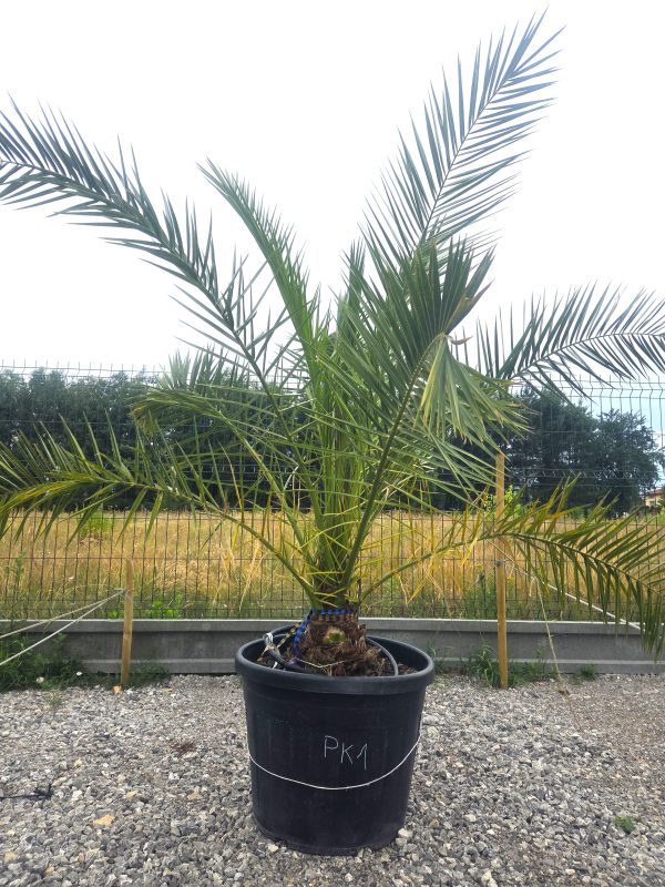Phoenix canariensis – Daktylowiec kanaryjski  ok. 180 - 190 cm