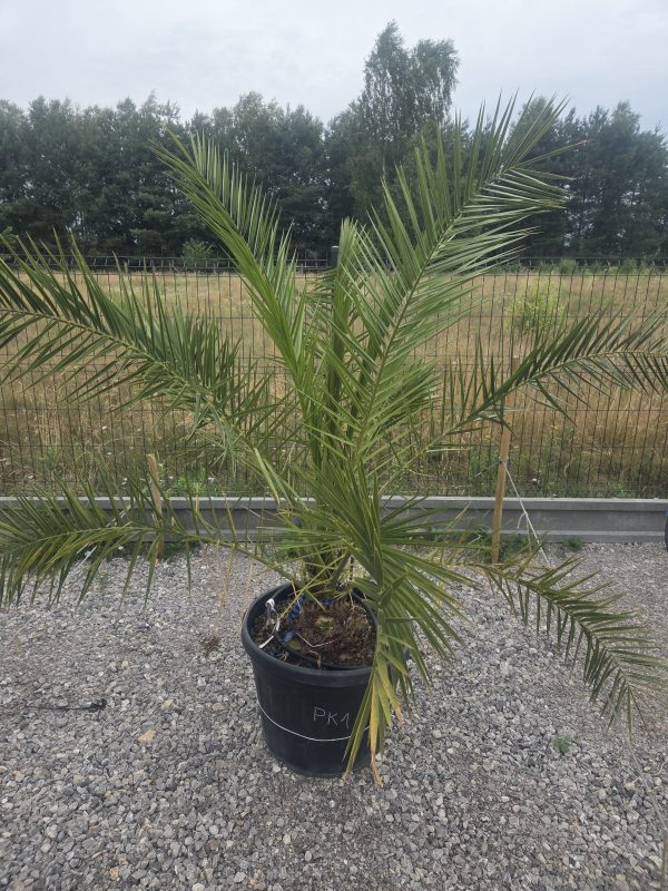 Phoenix canariensis – Daktylowiec kanaryjski  ok. 180 - 190 cm - obrazek 5