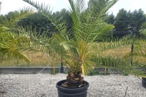 Phoenix canariensis – Daktylowiec kanaryjski  ok. 210 - 220 cm