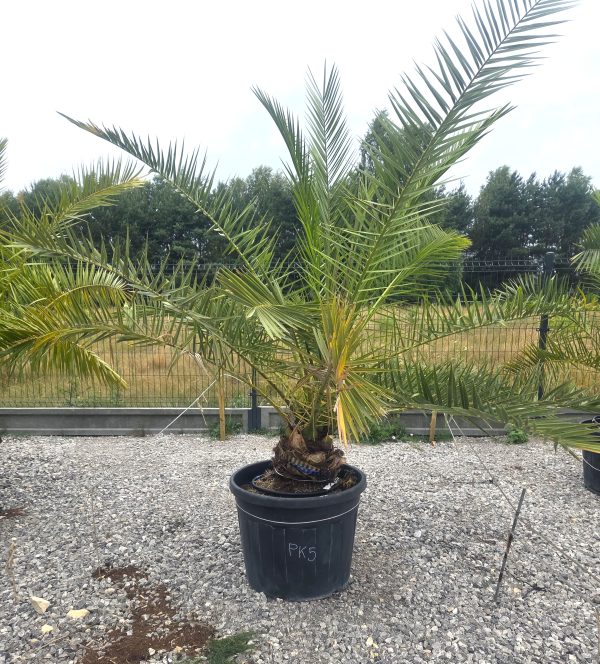 Phoenix canariensis – Daktylowiec kanaryjski  ok. 210 - 220 cm