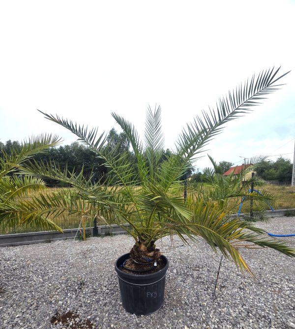 Phoenix canariensis – Daktylowiec kanaryjski  ok. 210 - 220 cm - obrazek 4