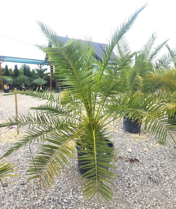 Phoenix canariensis – Daktylowiec kanaryjski  ok. 210 - 220 cm - obrazek 3