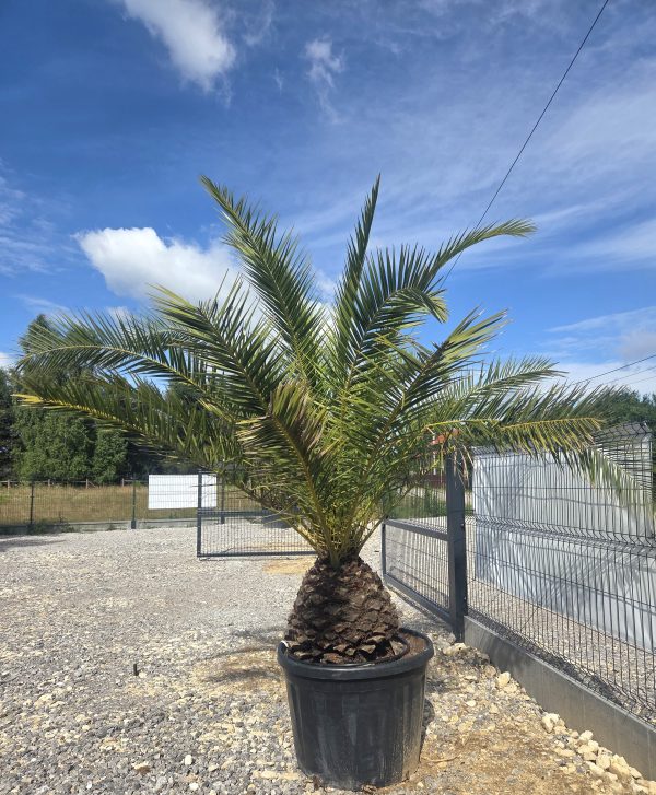 Phoenix canariensis – Daktylowiec kanaryjski  ok. 270 - 280cm - obrazek 3