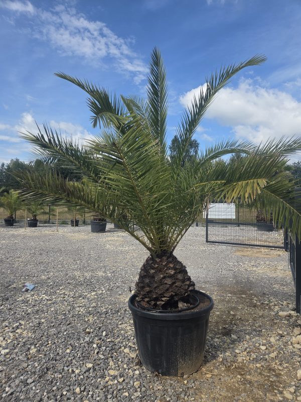 Phoenix canariensis – Daktylowiec kanaryjski  ok. 270 - 280cm - obrazek 2