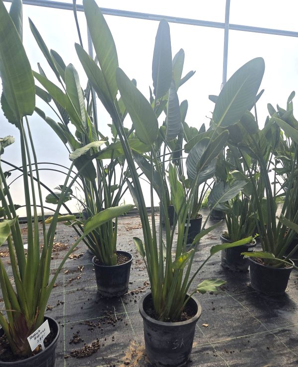 Strelitzia reginae - Strelicja królewska - Wys. 150–180 cm - obrazek 2