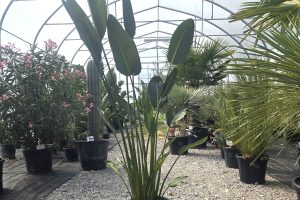 Strelitzia reginae - Strelicja królewska - Wys. 150–180 cm