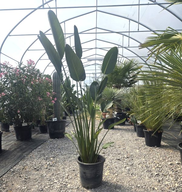 Strelitzia reginae - Strelicja królewska - Wys. 150–180 cm
