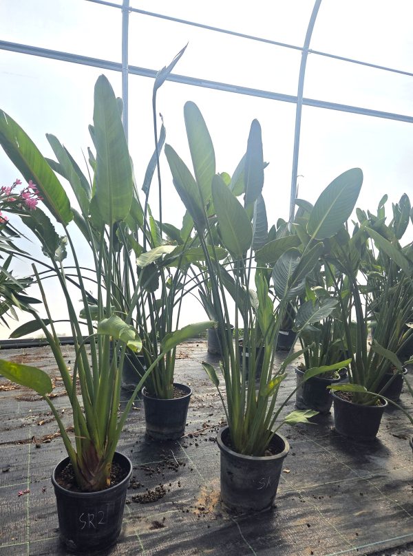Strelitzia reginae - Strelicja królewska - Wys. 150–180 cm - obrazek 3