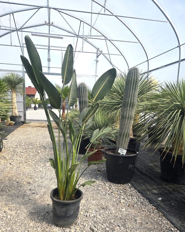 Strelitzia reginae - Strelicja królewska - Wys. 150–180 cm - obrazek 4