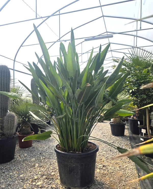 Strelitzia reginae – Strelicja królewska – Wys. 180 - 190 cm. - obrazek 2
