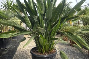 Strelitzia reginae – Strelicja królewska – Wys. 180 - 190 cm.