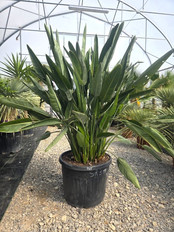 Strelitzia reginae – Strelicja królewska – Wys. 180 - 190 cm.