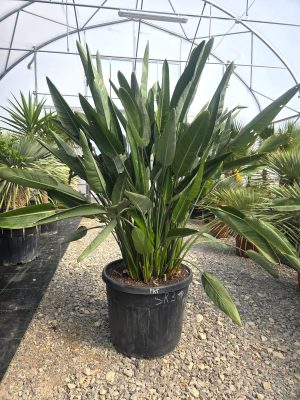 Strelitzia reginae – Strelicja królewska – Wys. 180 - 190 cm.