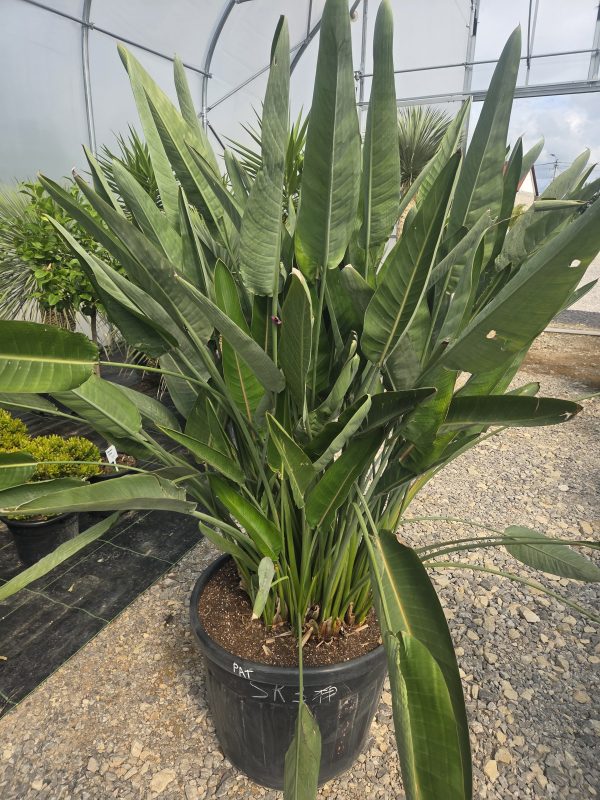 Strelitzia reginae – Strelicja królewska – Wys. 180 - 190 cm. - obrazek 3