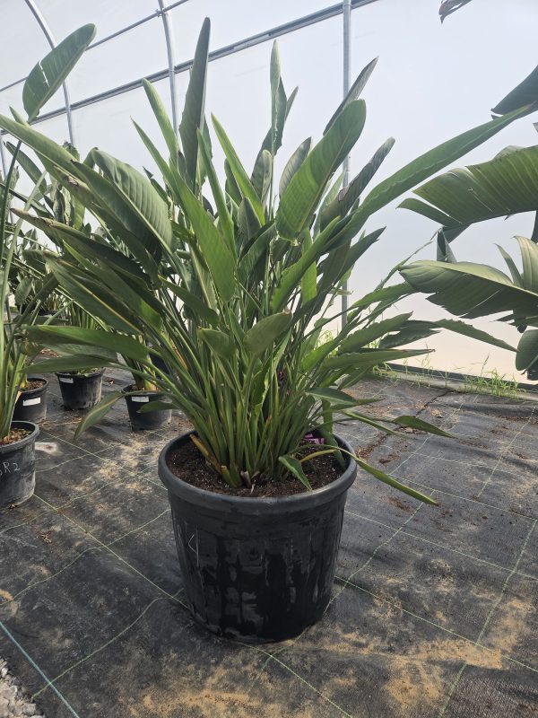 Strelitzia reginae – Strelicja królewska – Wys. 160 - 170 cm. - obrazek 4