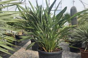 Strelitzia reginae – Strelicja królewska – Wys. 160 - 170 cm.