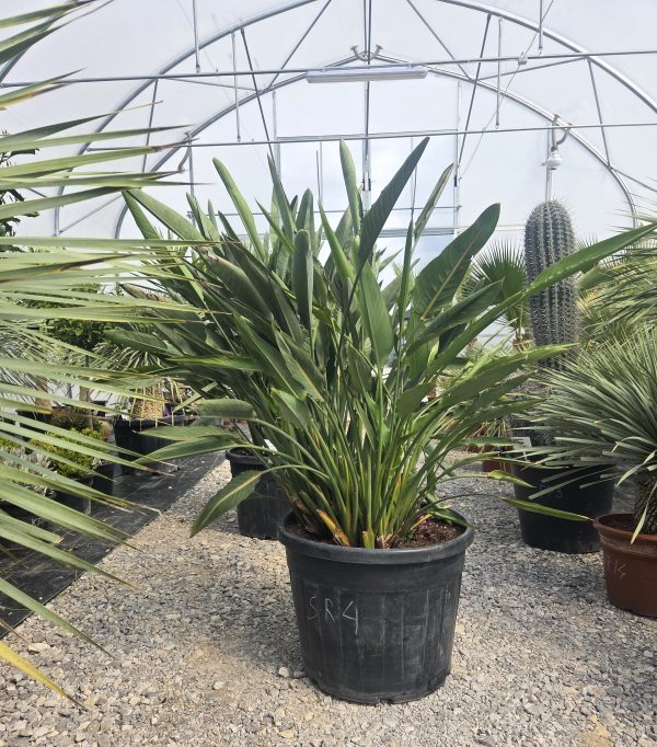 Strelitzia reginae – Strelicja królewska – Wys. 160 - 170 cm.