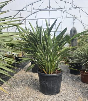 Strelitzia reginae – Strelicja królewska – Wys. 160 - 170 cm.