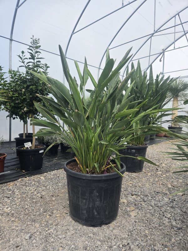 Strelitzia reginae – Strelicja królewska – Wys. 160 - 170 cm. - obrazek 2