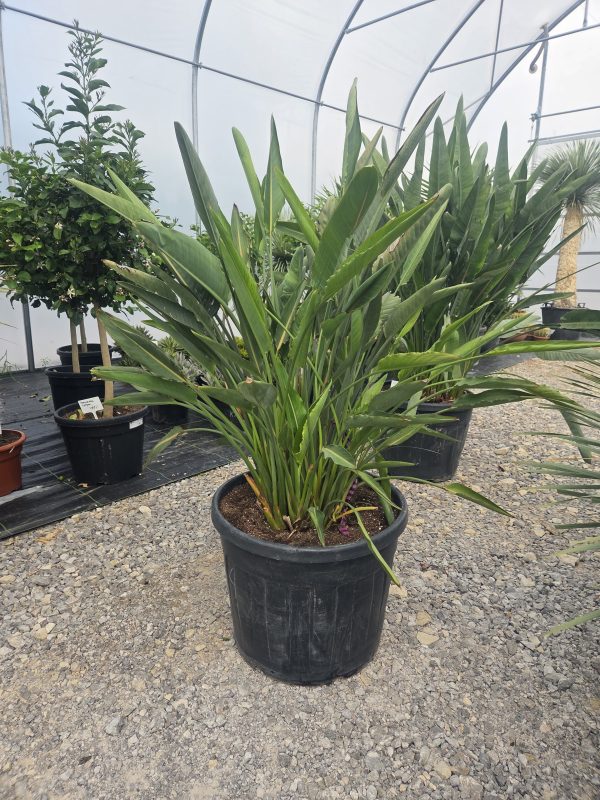 Strelitzia reginae – Strelicja królewska – Wys. 160 - 170 cm. - obrazek 3