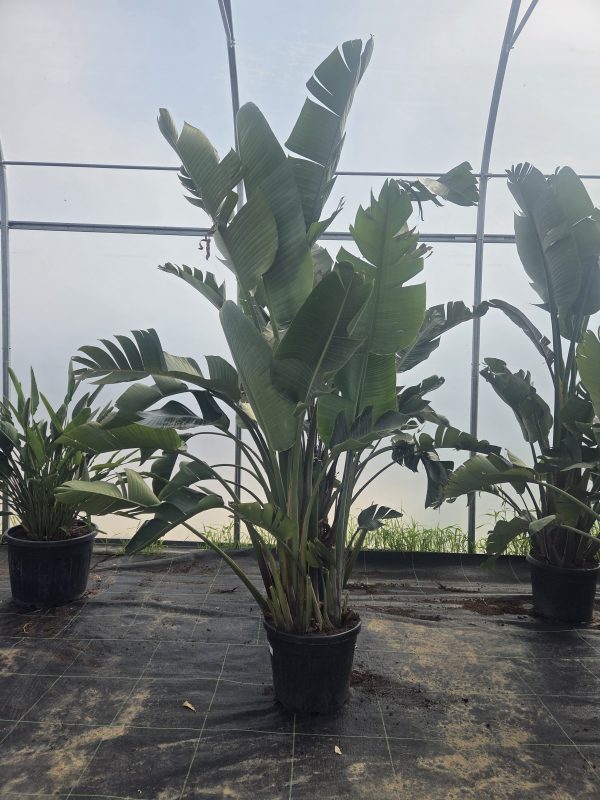 Strelitzia augusta - Strelicja olbrzymia – Wys. - 300 cm - obrazek 3
