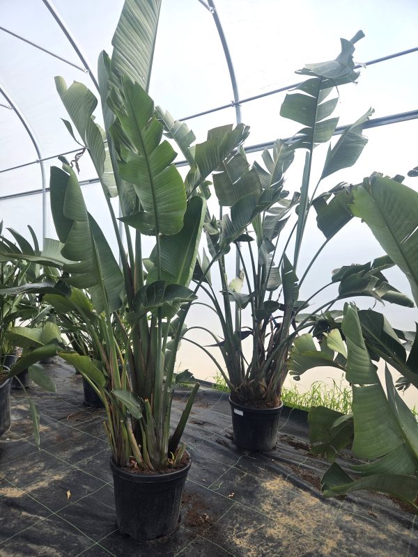 Strelitzia augusta - Strelicja olbrzymia – Wys. - 300 cm - obrazek 4