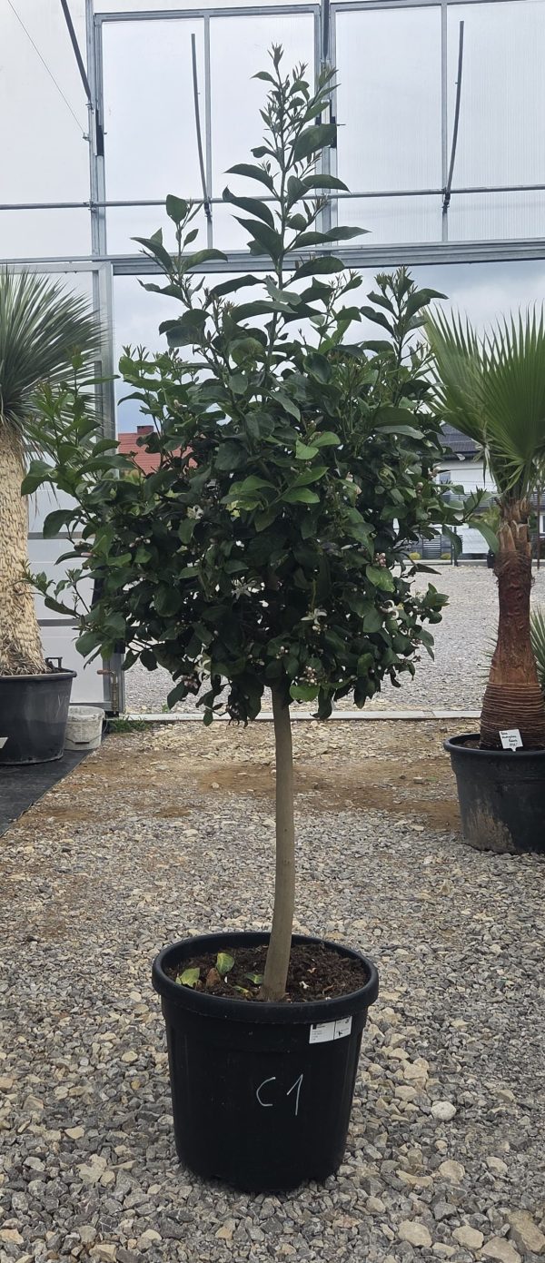 Drzewko Cytrynowe – Cytryna – Citrus Limon – 170 - 180 cm